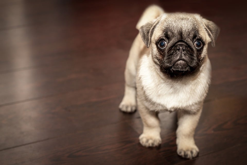 Impfung Hund Zwingerhusten