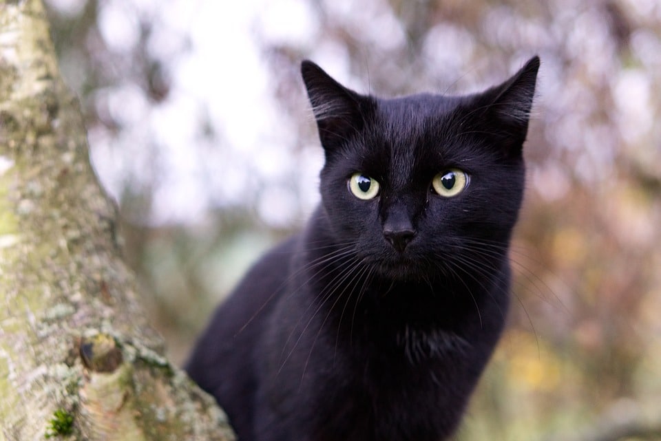 Impfung Katze