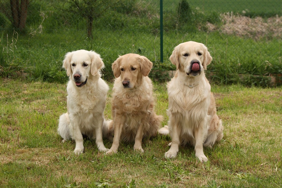Trächtigkeit Hund